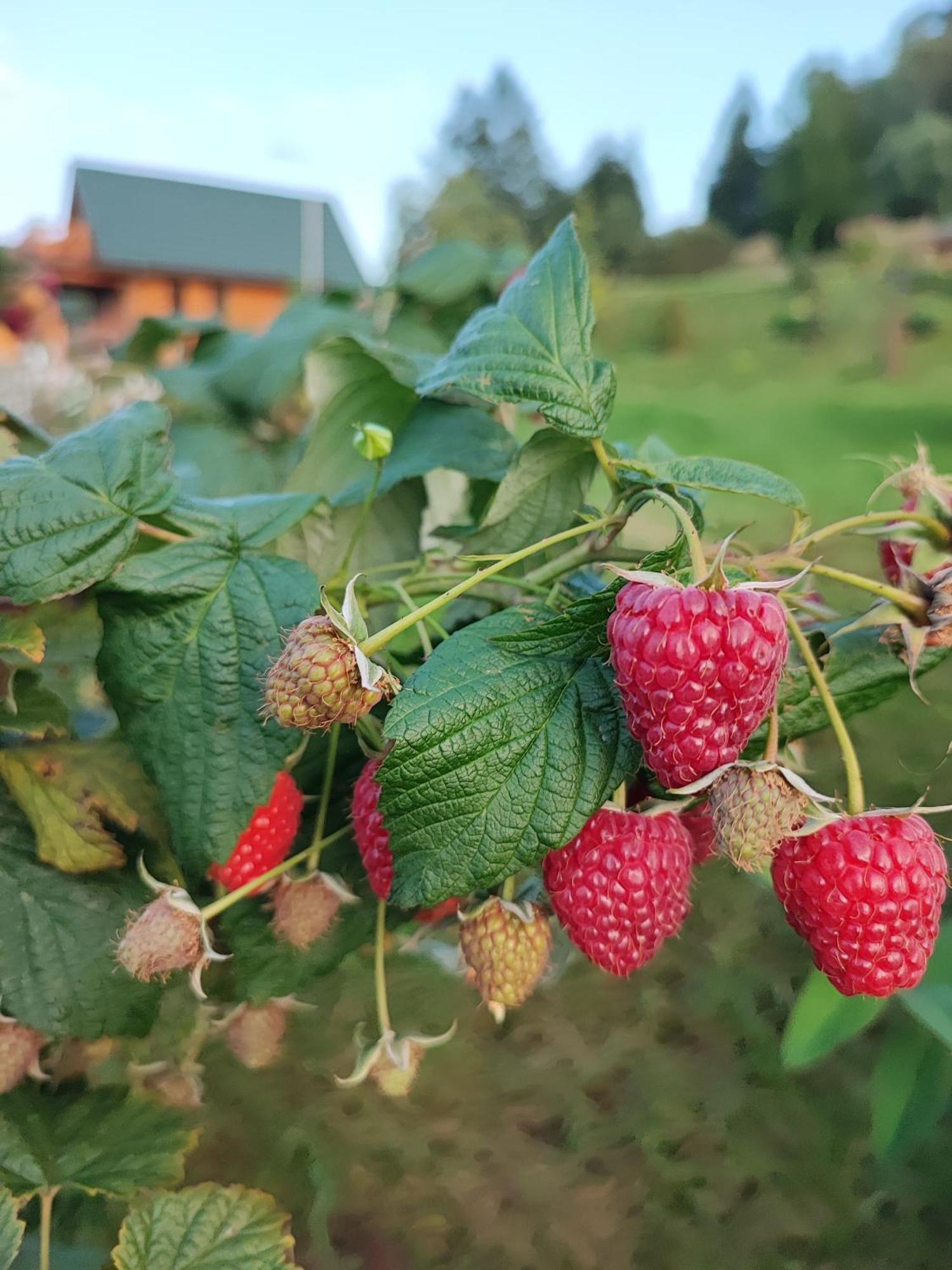 Domki Kolorowe Marciszow Szoba fotó